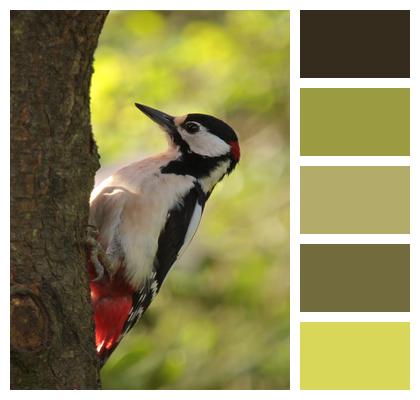 Great Spotted Woodpecker Tree Trunk Bird Image